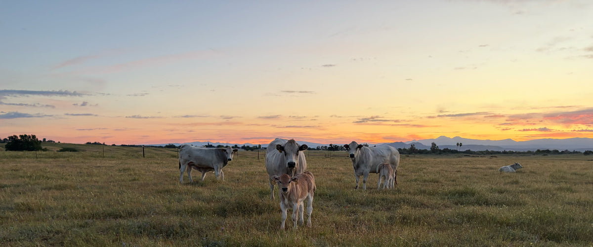 A pastoral landscape at sunset showing a herd of cows standing in a grassy field, with the sky glowing in warm orange, yellow, and soft blue tones.